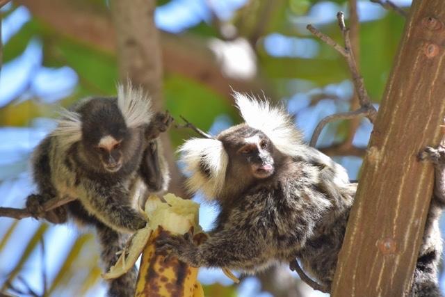 Pousada Malea イカライー エクステリア 写真